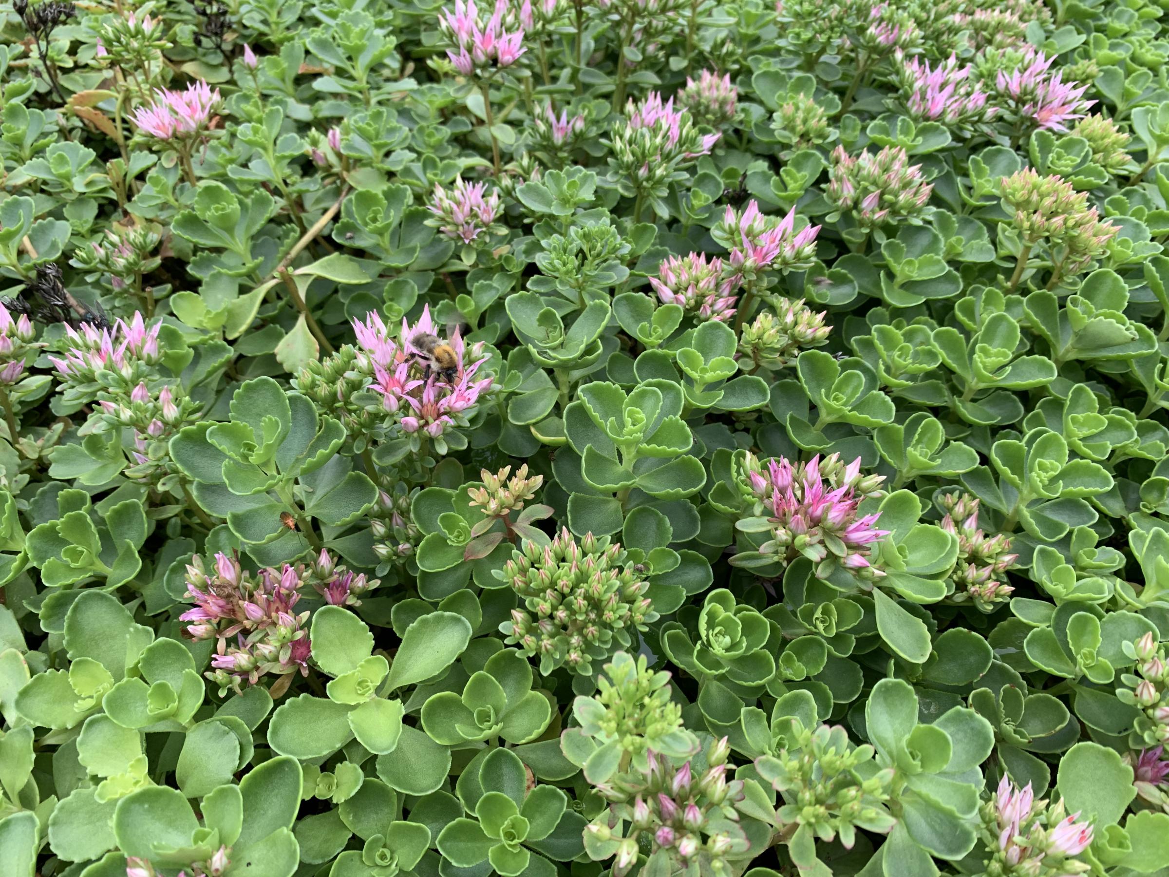 sedum spurium