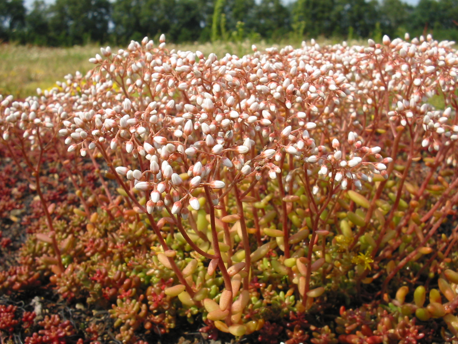 sedum album