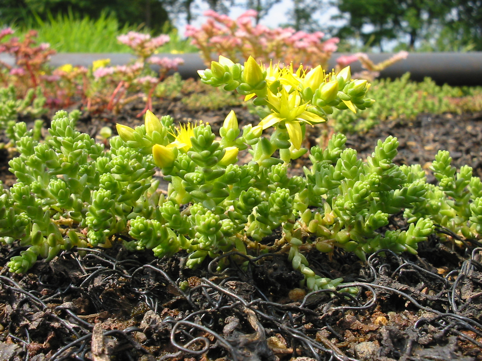 Sedum acre