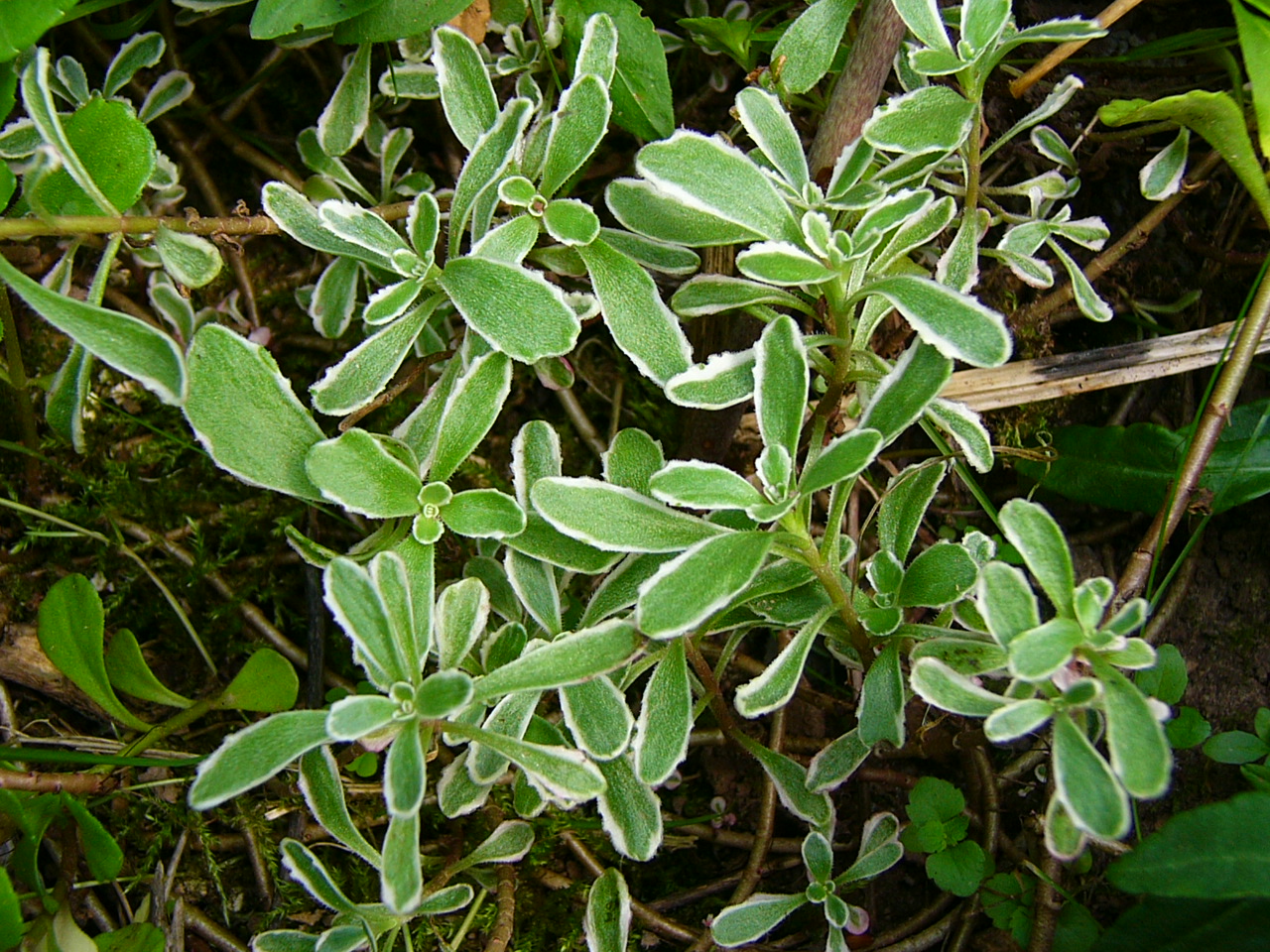 Sedum floriferum