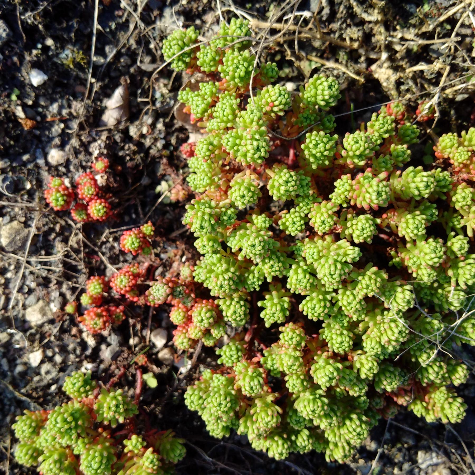 Sedum lydium