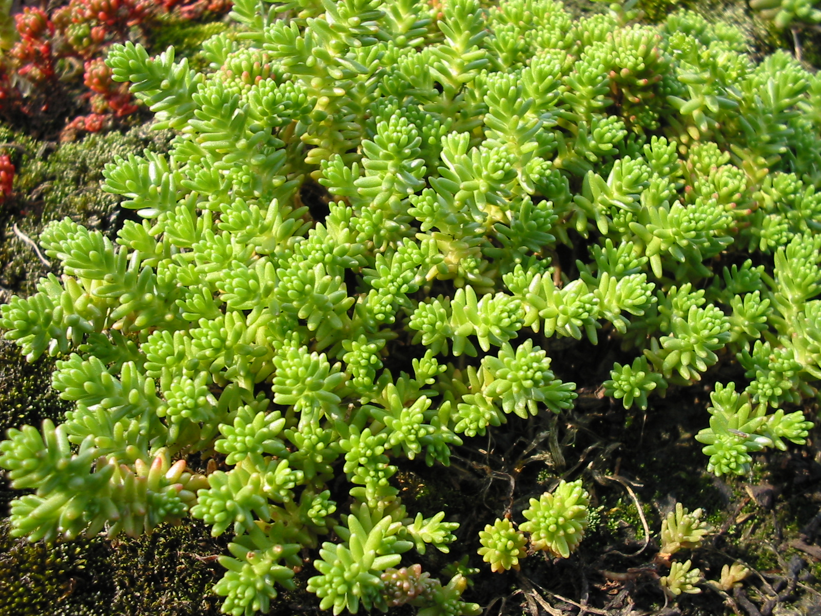 Sedum sexangulare