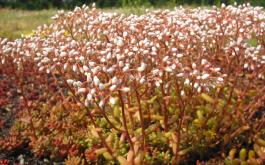 sedum album