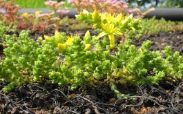 Sedum acre