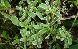 Sedum floriferum