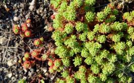 Sedum lydium