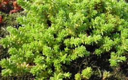 Sedum sexangulare