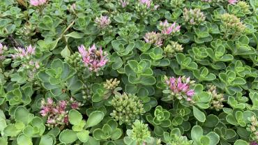 sedum spurium