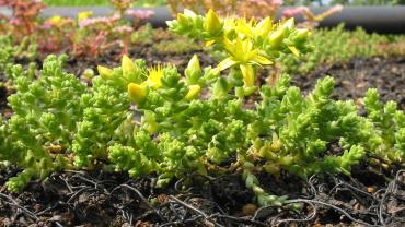 Sedum acre