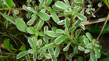 Sedum floriferum