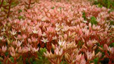 Sedum hispanicum