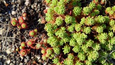 Sedum lydium