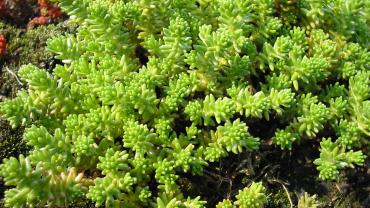 Sedum sexangulare