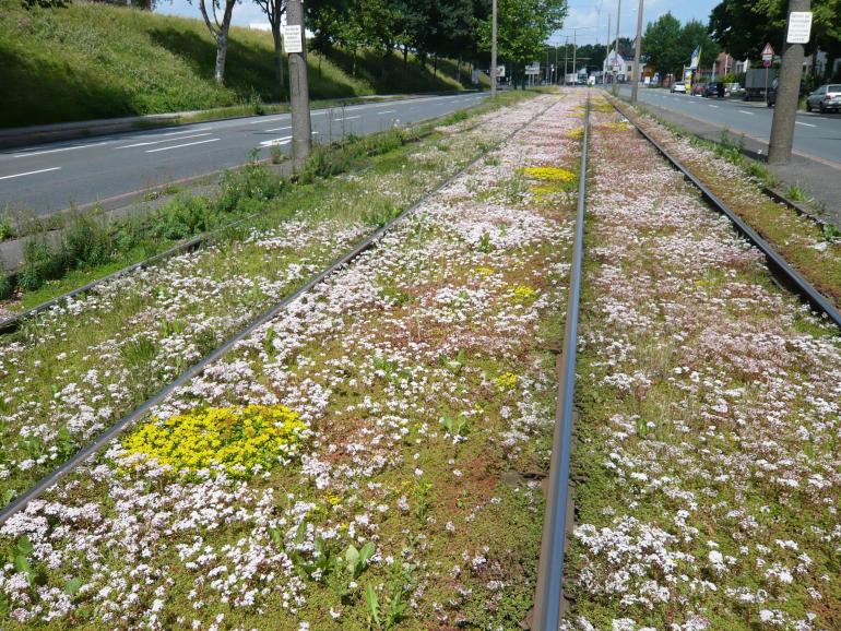 Straßenbahngleisbegrünung